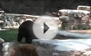 Bear is taking a Jacuzzi Bath - Saint Louis Zoo